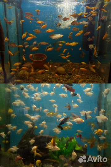 Аквариумные рыбы