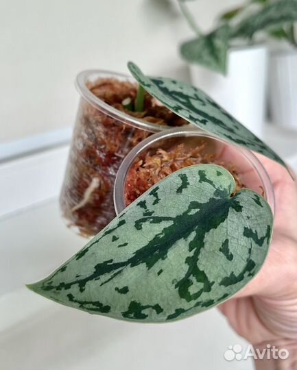 Сциндапсусы