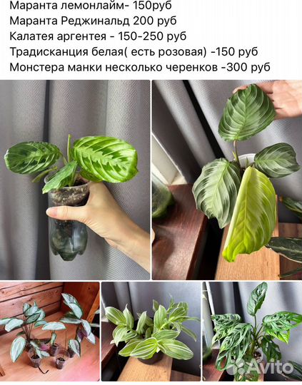 Комнатные растения