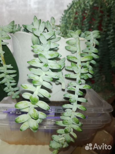 Седум (толстянковые)