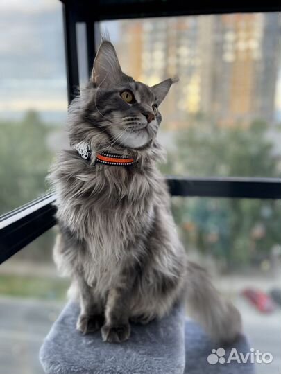 GPS ошейник трекер для собак и кошек