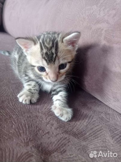 Бенгальские котята