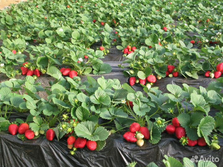 Рассада элитной клубники. Усы
