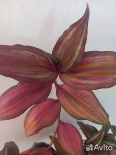 Традесканция комнатные растение цветы