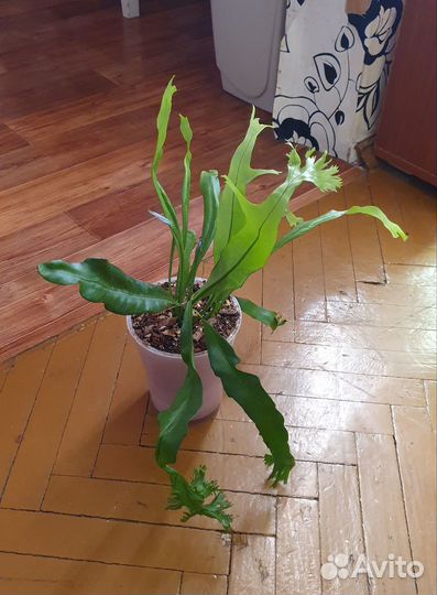 Папоротники, кротоны