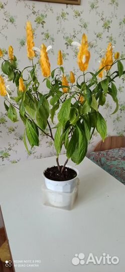 Пахистахис желтый