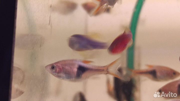 Аквариумные рыбки растения и всё для содержания