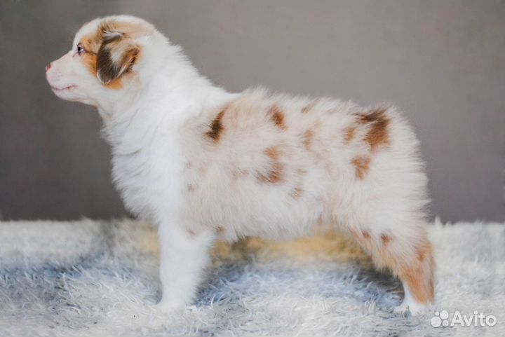 Щенки австралийской овчарки (аусси)