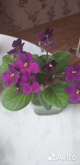 Мини фиалки