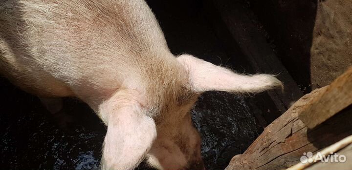 Продам хряка
