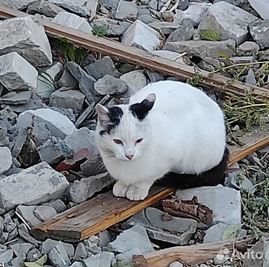 Кошечка с трудной судьбой в зиму остается на улице