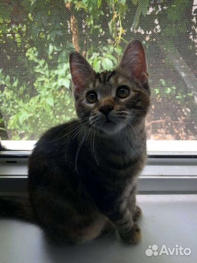 Котята мейн-кун