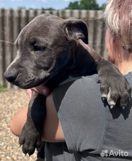 Щенок питбуля