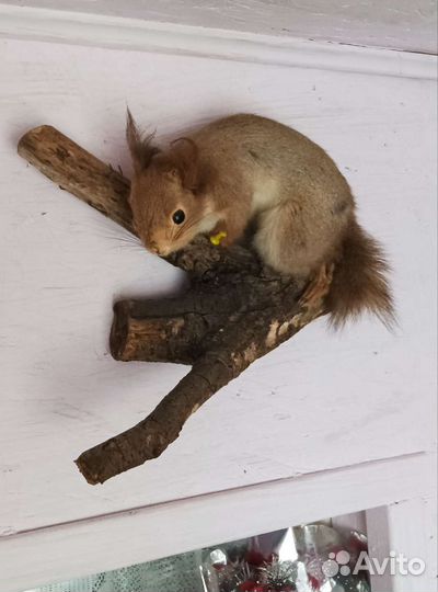 Чучела животных и птиц