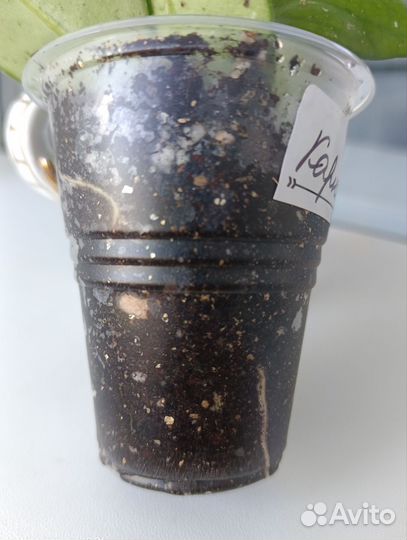 Хойя Карноза