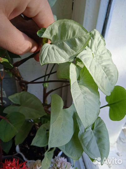 Комнатные растения,Сингониумы