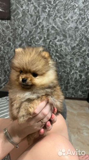 Померанский шпиц