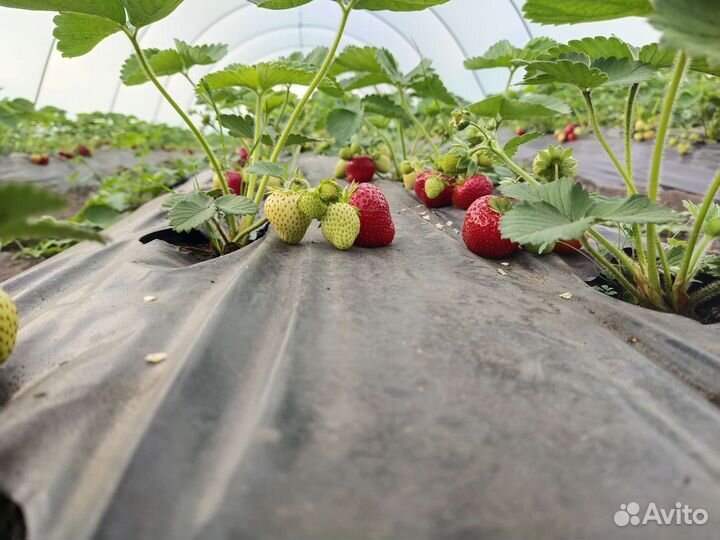 Клубника свежая