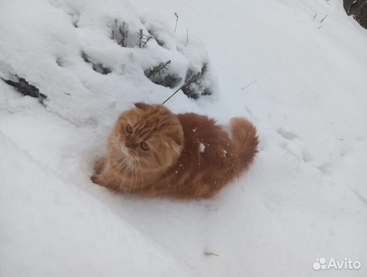 Вязка кошки