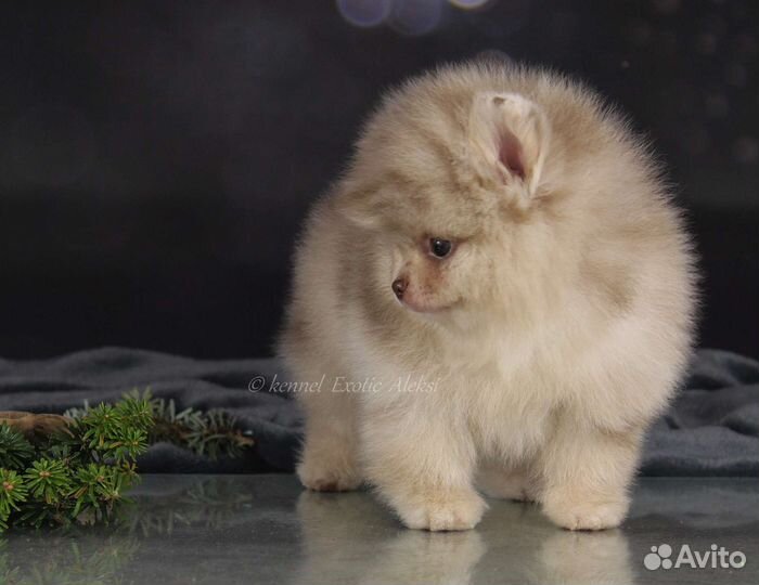 Редкие окрасы медвежата шпицы померанские