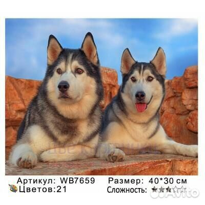 Картина по номерам 30x40 Довольные хаски на отдыхе