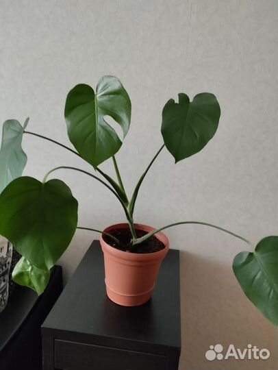 Домашний цветок