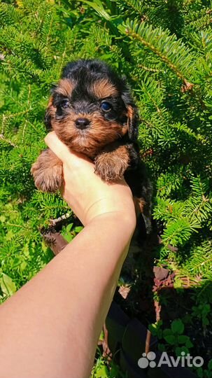 Малыши Мальтипу