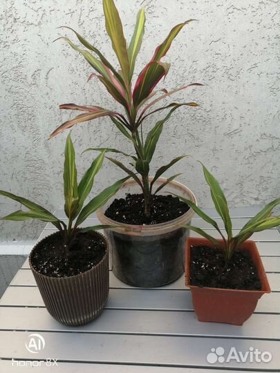 Кордилина киви комнатное растение