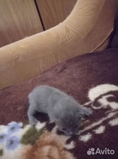 Котята ищут дом