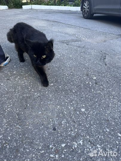 Котята отдам в добрые руки бесплатно