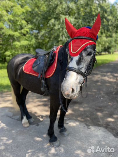 Комплект на лошадь, фартук для подпруги