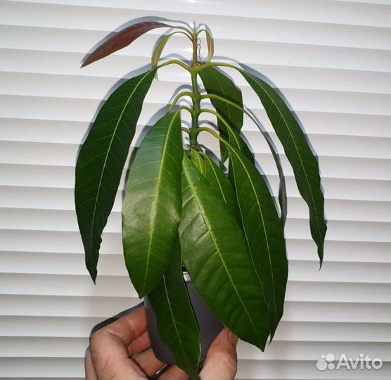 Манго сеянец