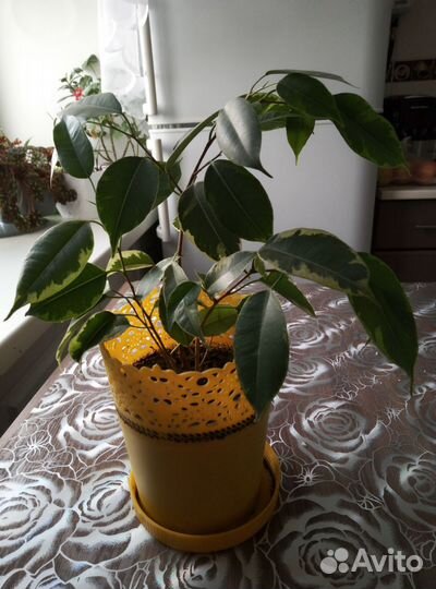 Фикус бенджамина