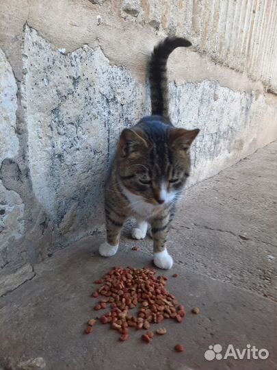 Кошки в добрые руки