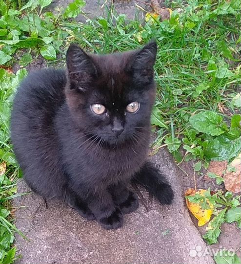 Черный котенок девочка