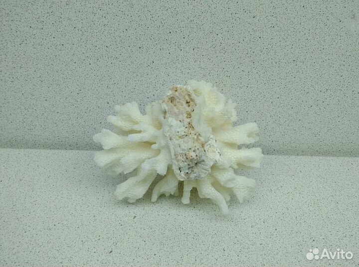 Коралл 5,9*8,1 морской сувенир подарок