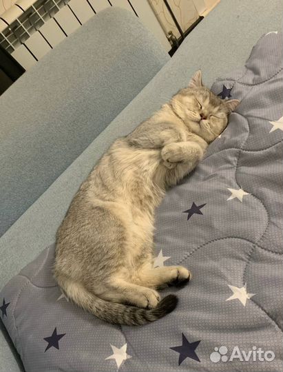 Шотландский прямоухий шиншила на вязку