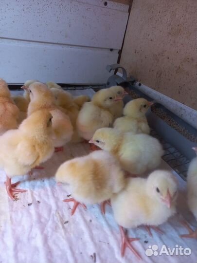 Цыплята бройлеры