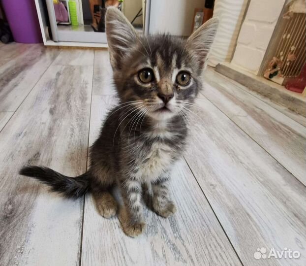 Кошка в дар