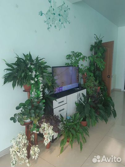 Комнатные растения