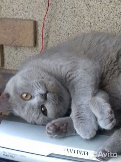 Британская