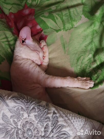 Отдам кота в добрые руки