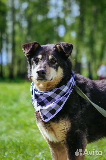 Собака старушечка Зося на доживание