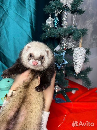 Домашний хорек