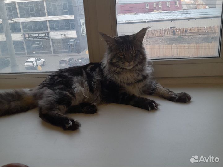 Кот на вязку 5 т