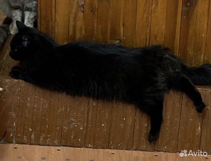 Кот-песец - кастрирован, привит в дар