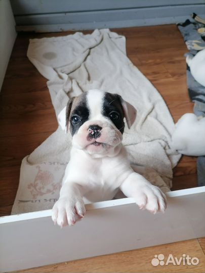 Французский бульдог щенки