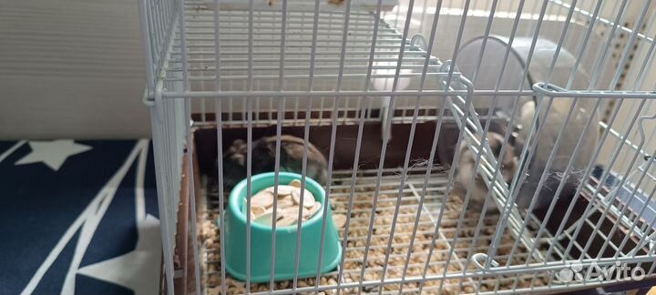 2 хомяка с клеткой