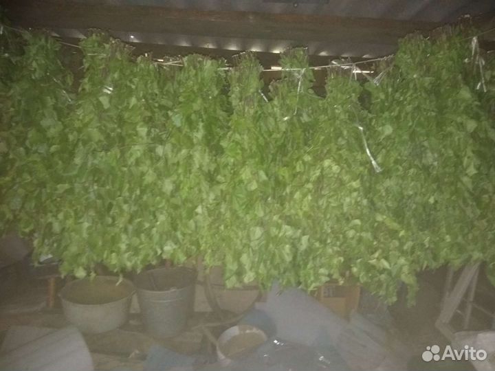 Березовые веники