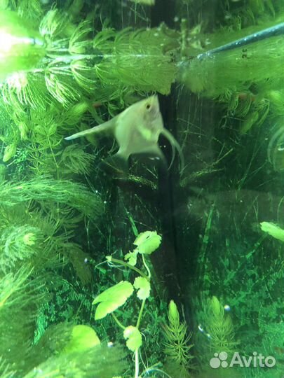 Рыба скалярия большая и маленькая 4 шт